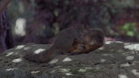 Two Squirrels playing Stock Footage 186690353