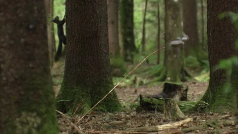 Two squirrels playing on the forest floor Stock Footage 322216581