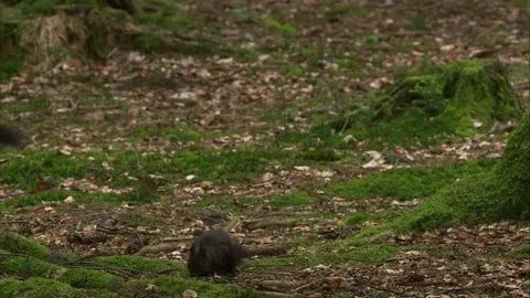 Two squirrels running across forest floor Stock Footage 324797367
