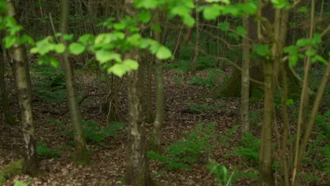 Two squirrels running through a dimly lit woodland Stock Footage 242172474