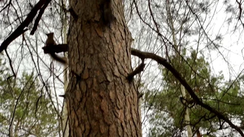 Two squirrels running up the trunk of a pine tree. Stock Footage 167010833