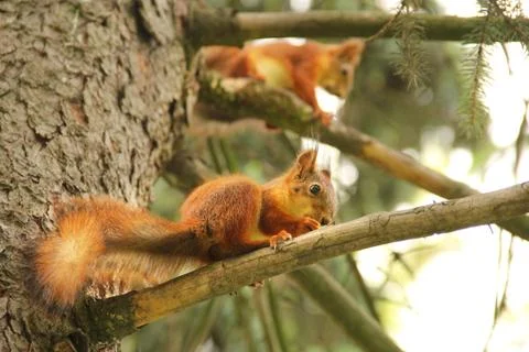 Two squirrels. Sciurus. Rodent. The squirrel sits on a tree and eats. Beautif Stock Photos
