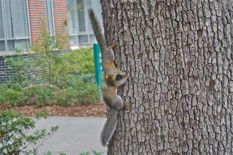 Two Squirrels on the side of a Tree Stock Photos