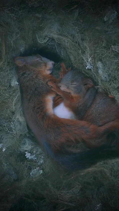 Two squirrels sleeping in their nest Video stock 321184666