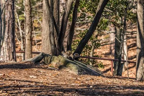 Two squirrels together in the park Stock Photos
