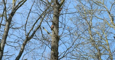 Two squirrels at the tree Stock-Footage 106812481
