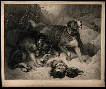 Two St. Bernard dogs with an avalanche victim, one tries to revive him whil.. Stock Illustration