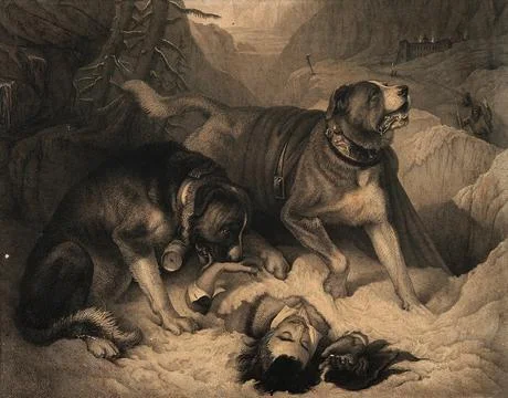 Two St. Bernard dogs with an avalanche victim, one tries to revive him whil.. Stock Illustration