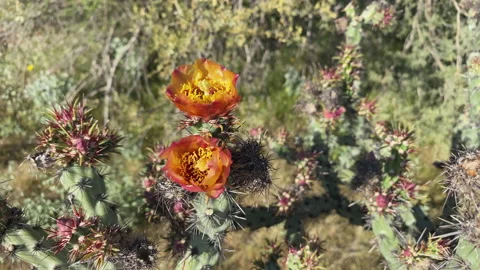 Two Staghorn cactus flowers at spring Stock-Footage 213784088