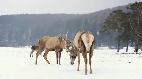 Two Stags Chalange and Group of Deers, Winter Snow, Male and Female Red Stock Footage 21474042