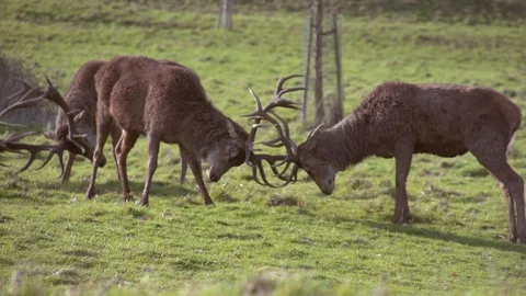Two stags engaging in a rut Stock Footage 93542844