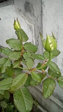 Two stalks of rose Photos