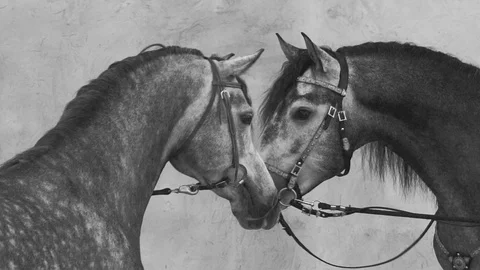Two stallions in black and white Stock Footage 110706161