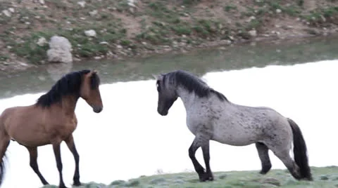 Two Stallions fighting Video stock 25625956