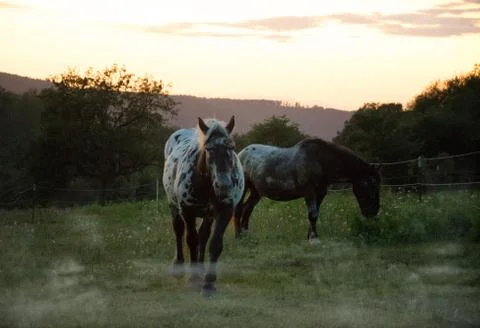 Two stallions Stock Photos