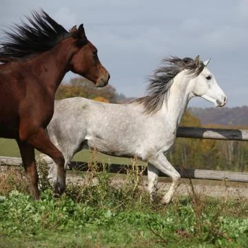 Two stallions running Stock Photos