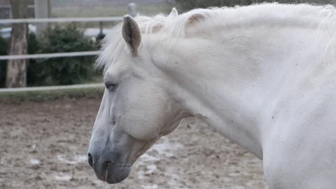Two stallions walking close together. 库存影片 100264731