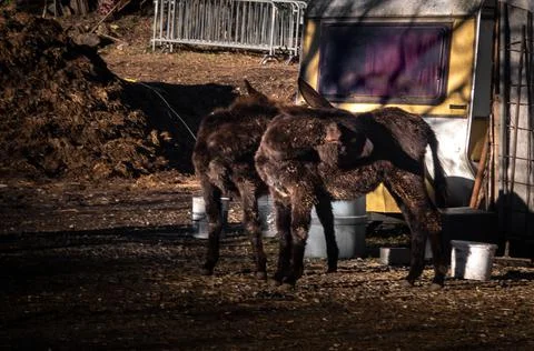 Two standing donkeys sleeping in the corral Stock Photos
