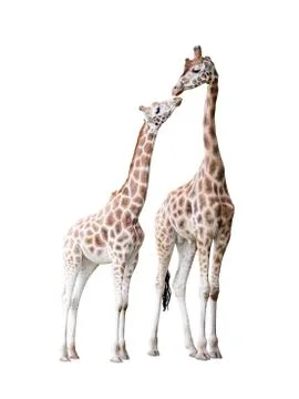 Two standing giraffes with clipping path Stock Photos