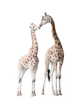 Two standing giraffes Stock Photos