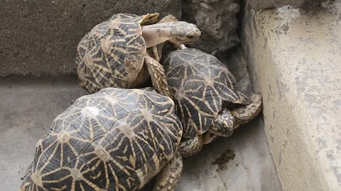 Two star tortoise fight to mate with female tortoise Stock Footage 70163950