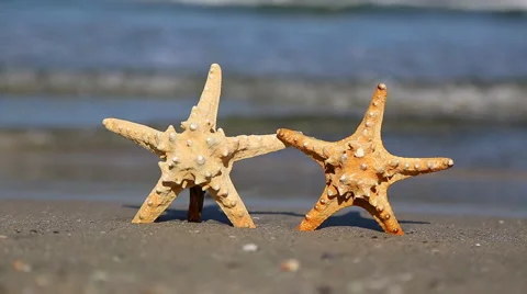 Two starfish on the beach 스톡 동영상 42045225