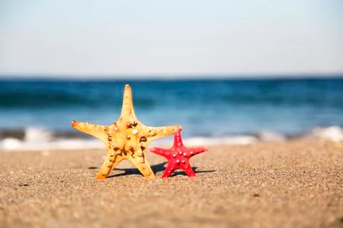 Two starfish on the beach Stock Photos