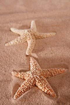Two starfish on a beach sand Stock Photos