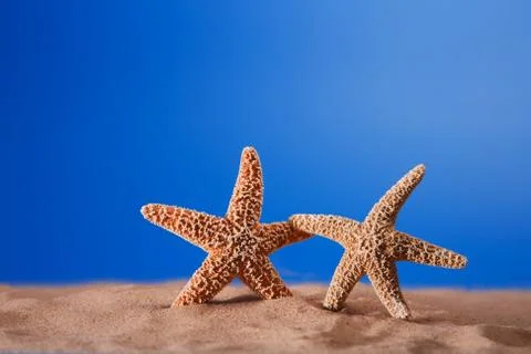 Two starfish on a beach sand Stock Photos