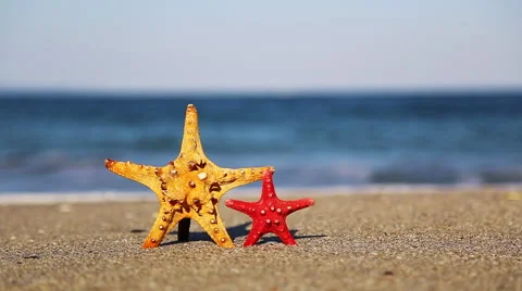 Two starfish Stock Footage 42045561