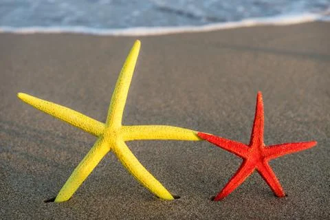 Two starfish Stock Photos