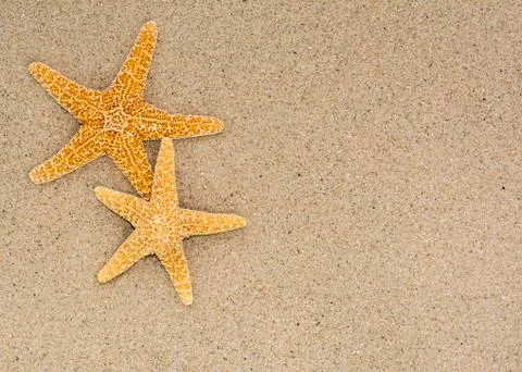 Two starfish on sand background on a beach Stock Photos