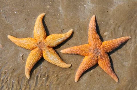 Two starfish on sand Stock Photos