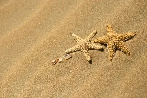 Two starfish in the sand Stock Photos