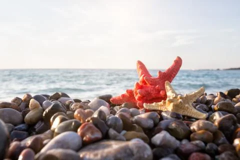Two starfish on the seashore Stock Photos
