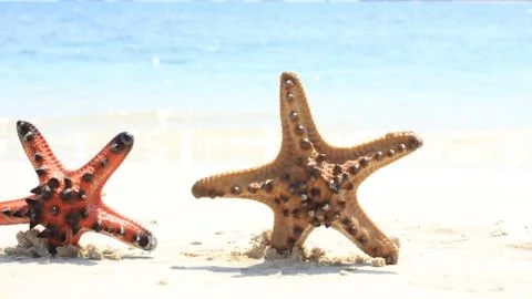 Two starfish standing on the coastline during sunny day Stock Photos