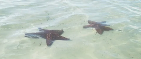 Two starfish under the shallow sea water at the coast Stock-Footage 102191636