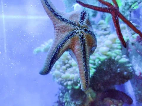 Two starfish in the water Fotos Stock