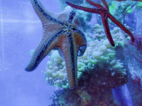 Two starfish in the water Фото