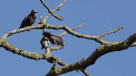 Two Starling Birds, Blue Sky, Lichen Covered Dead Branch Stock Footage 118379082