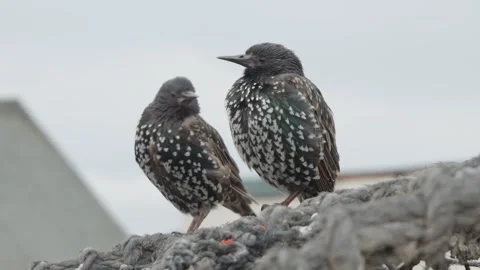 Two starling birds resting close up slow motion stock footage Stock Footage 314213902