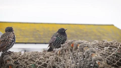 Two starling birds resting close up slow motion stock footage Vídeos de archivo 314461097