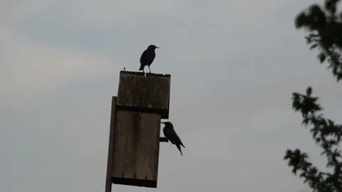Two starling chooses home Stock Footage 113520708