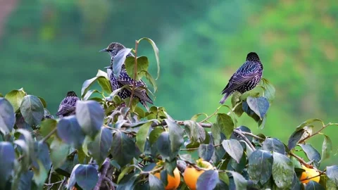 Two Starlings Perched on a Persimmon Tree Branch Stock Footage 301070538