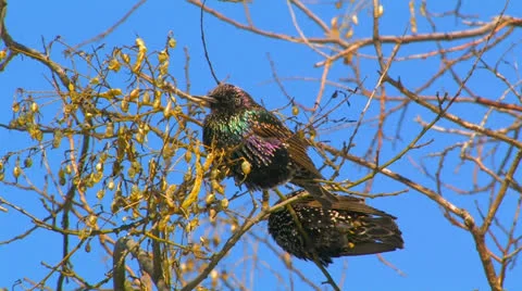 Two starlings on tree branches. Stock Footage 27141031