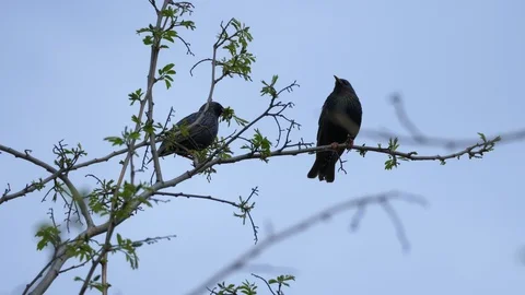Two starlings in a tree Stock Footage 124329236