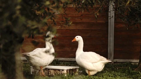 Two stationary geese in the yard Stock Footage 86230527