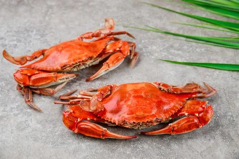 Two steamed crabs on a grey background. Stock Photos
