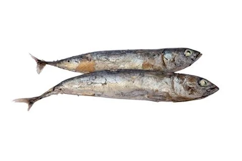 Two steamed mackerel fish isolated on a white background Stock Photos