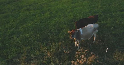 Two Steer Cows Grazing in a Field at Sunset Video stock 93420057